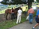 b Les chevaux du Grammont.JPG